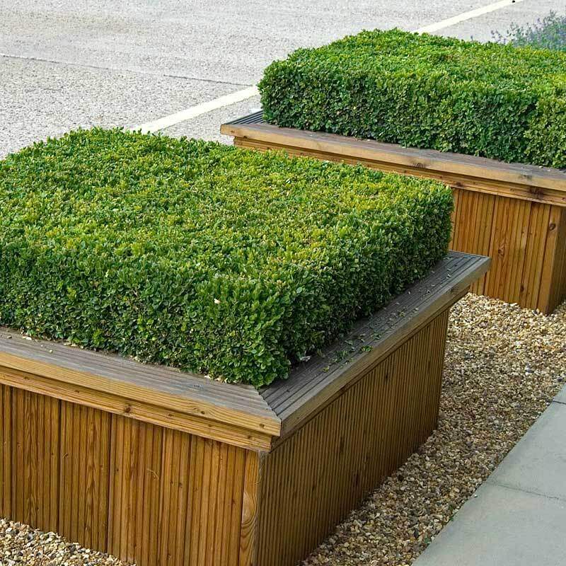 'Green Velvet' Boxwood (Buxus) - Image 3