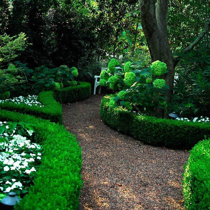 'Green Velvet' Boxwood (Buxus) - Image 5