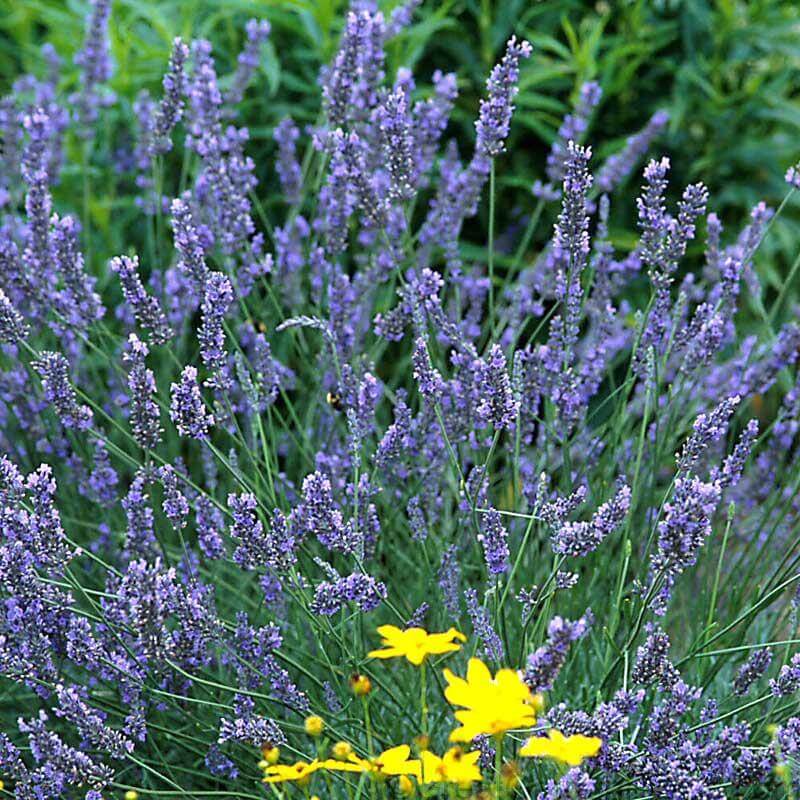 'Grosso' Lavender (Lavandula)