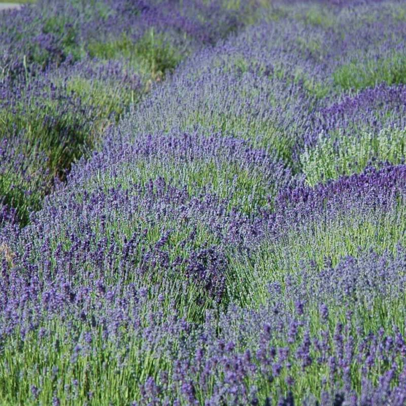 'Grosso' Lavender (Lavandula) - Image 3