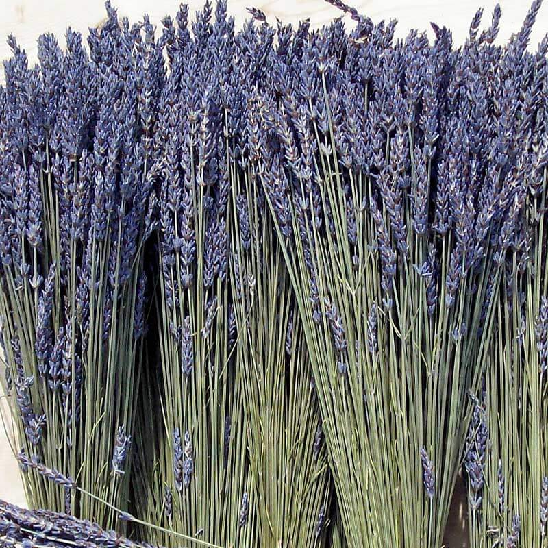 'Grosso' Lavender (Lavandula) - Image 5