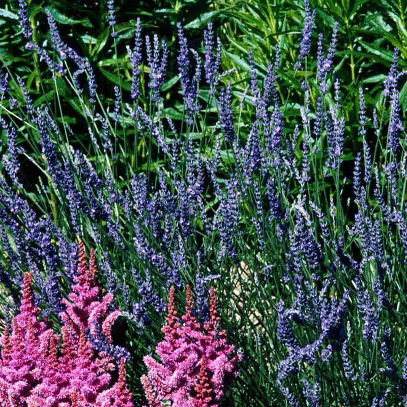 'Grosso' Lavender (Lavandula) - Image 6