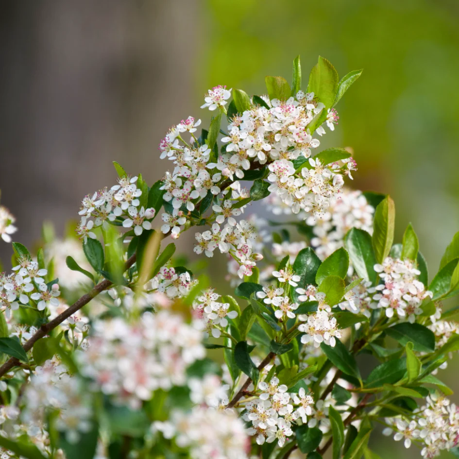 Ground Hug™ Aronia