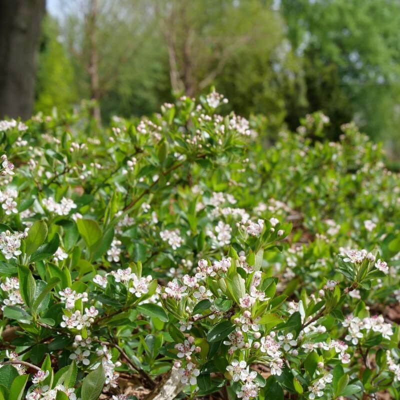 Ground Hug™ Aronia - Image 2