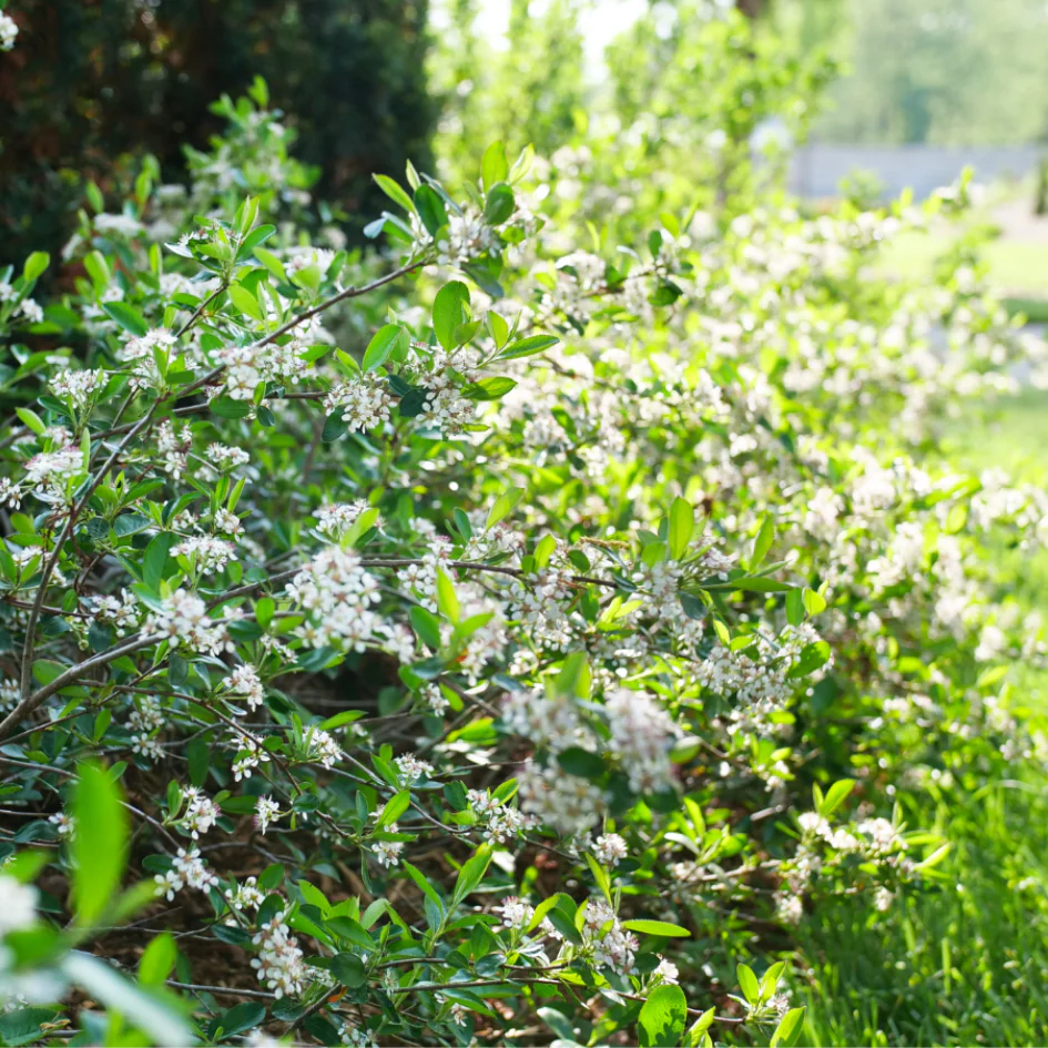 Ground Hug™ Aronia - Image 3