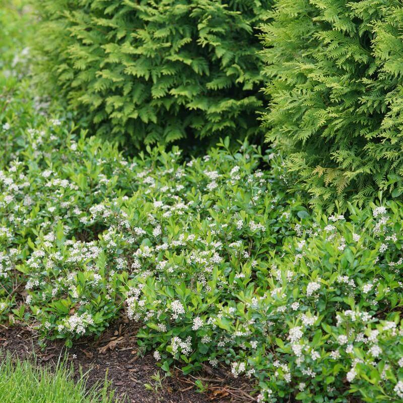 Ground Hug™ Aronia - Image 4