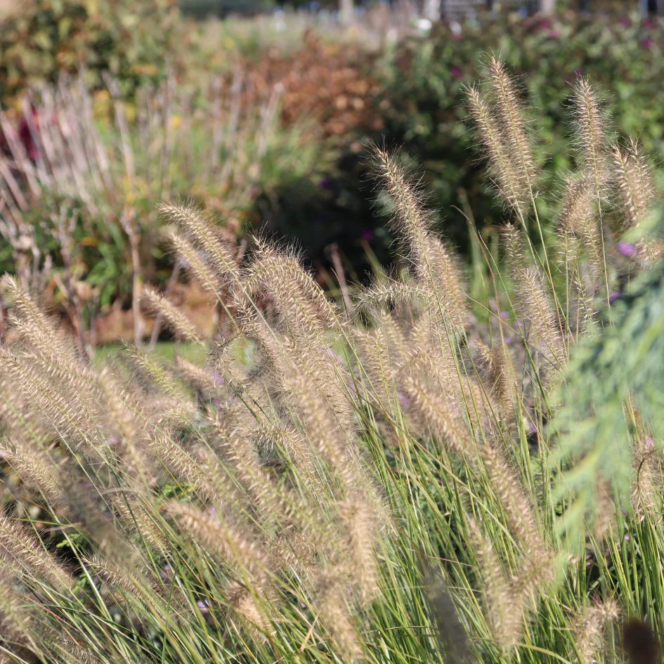 'Hameln' Fountain Grass (Pennisetum) - Image 2