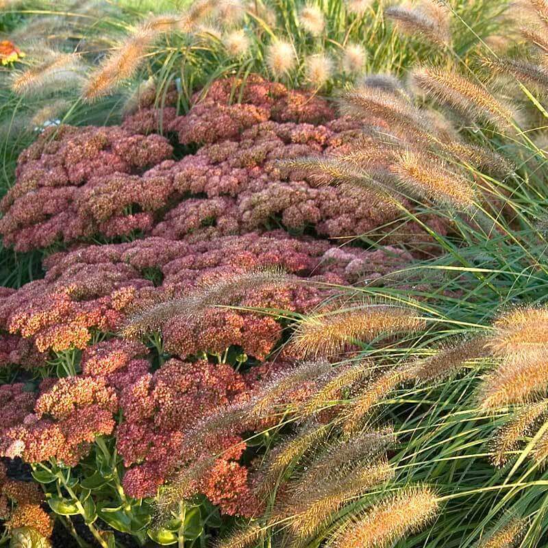 'Hameln' Fountain Grass (Pennisetum) - Image 4