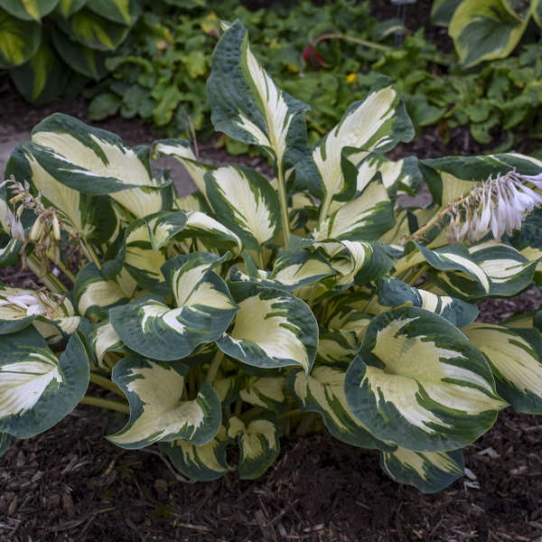 'Hans' Hosta - Image 3