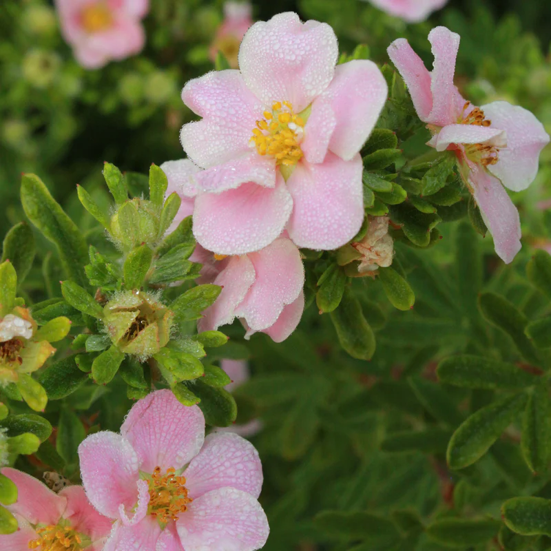 Happy Face® Pink Paradise Potentilla - Image 2