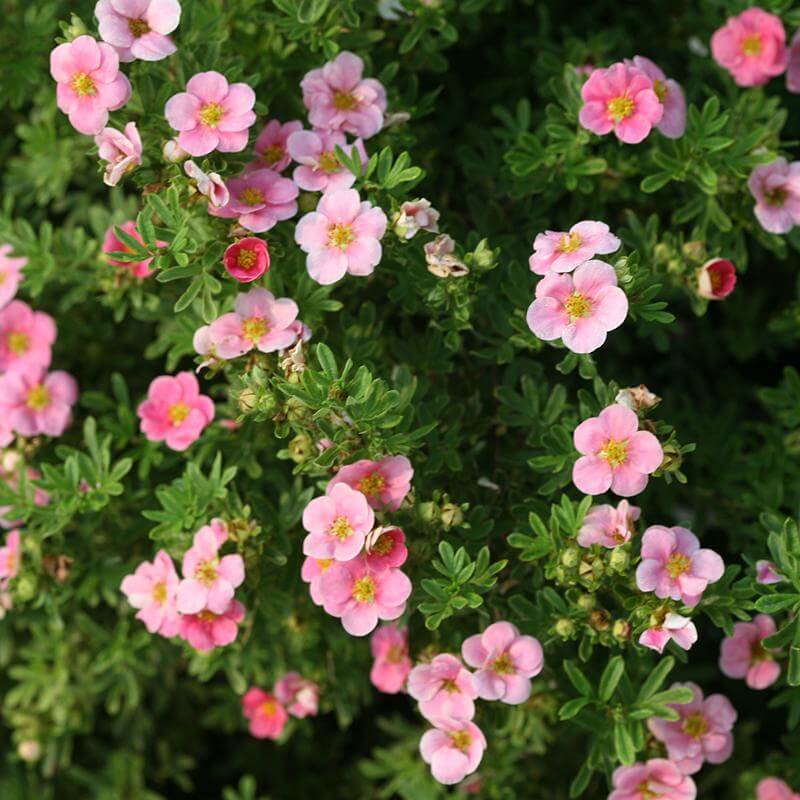 Happy Face® Pink Paradise Potentilla - Image 3