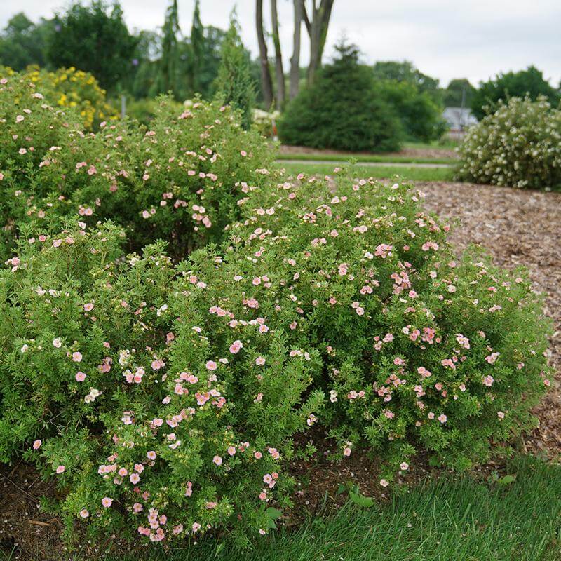 Happy Face® Pink Paradise Potentilla - Image 4