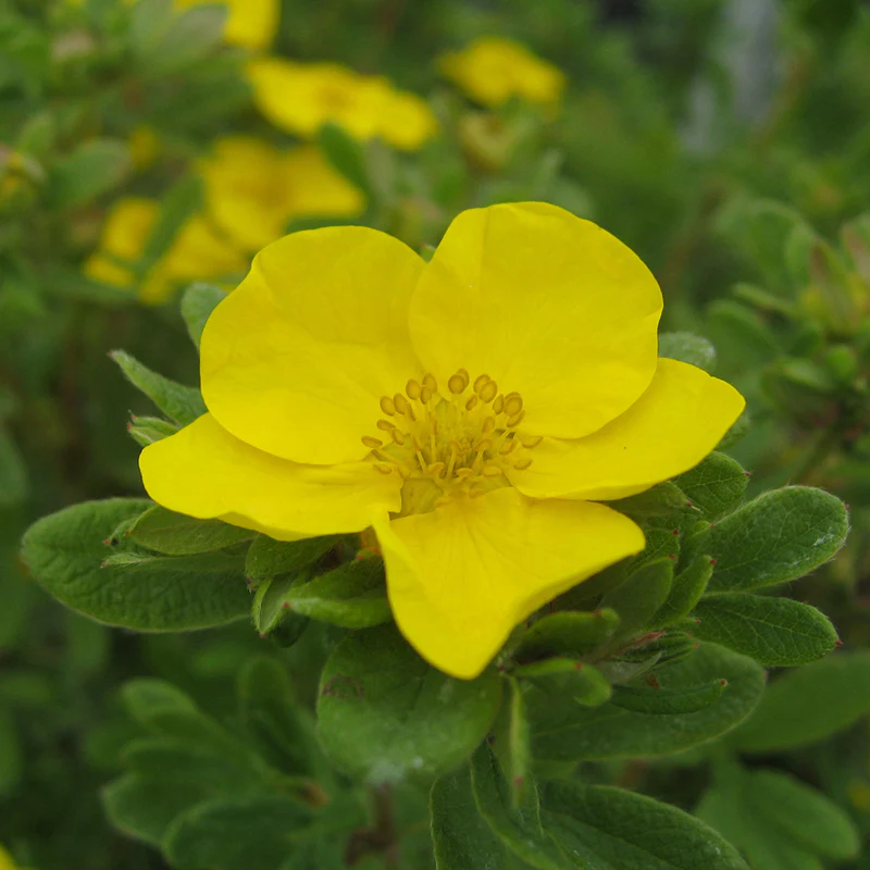 Happy Face® Yellow Potentilla - Image 2