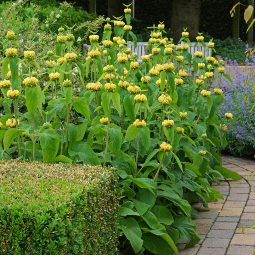 Hardy Jerusalem Sage (Phlomis) - Image 3