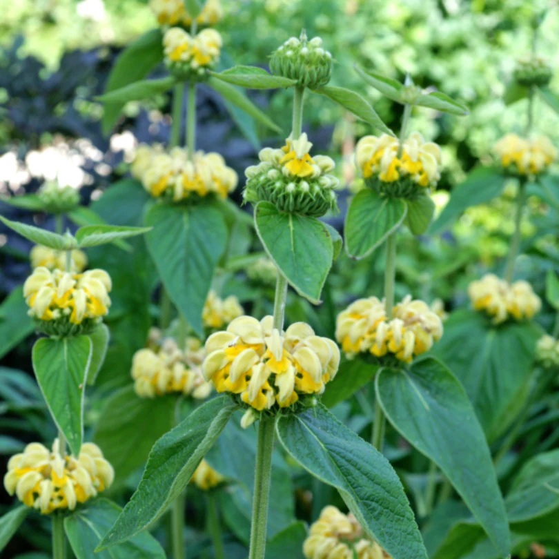 Hardy Jerusalem Sage (Phlomis) - Image 4