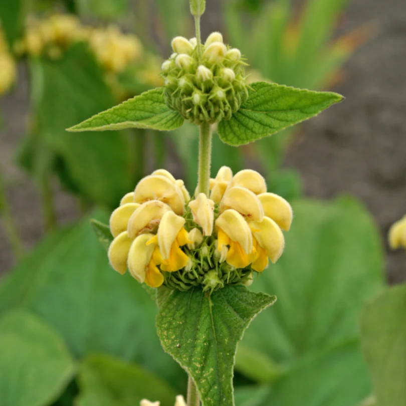 Hardy Jerusalem Sage (Phlomis) - Image 5