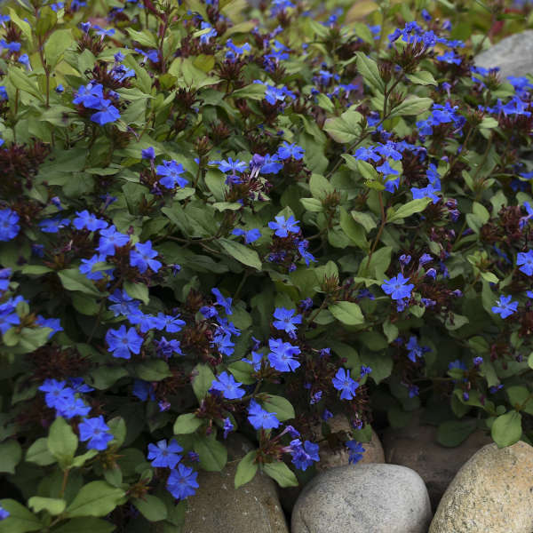 Hardy Plumbago (Ceratostigma)