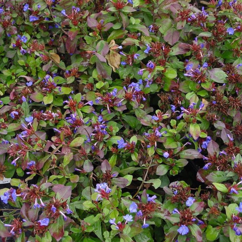 Hardy Plumbago (Ceratostigma) - Image 4