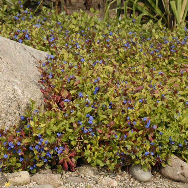 Hardy Plumbago (Ceratostigma) - Image 7