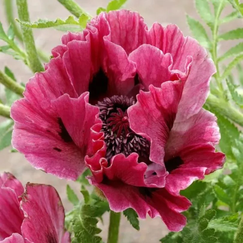 'Harlem' Oriental Poppy (Papaver)