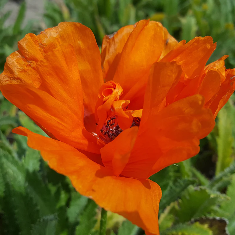 'Harvest Moon' Oriental Poppy (Papaver)