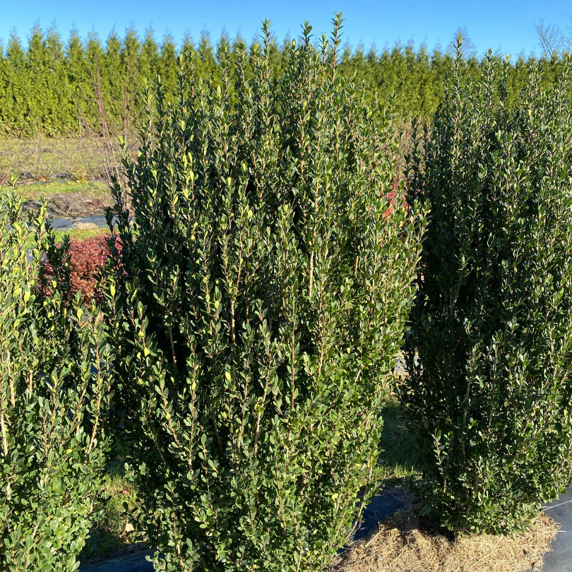 Hedge Box™ Japanese Holly (Ilex)