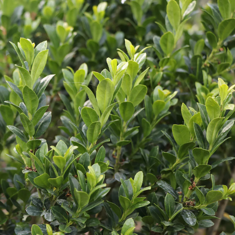 Hedge Box™ Japanese Holly (Ilex) - Image 2