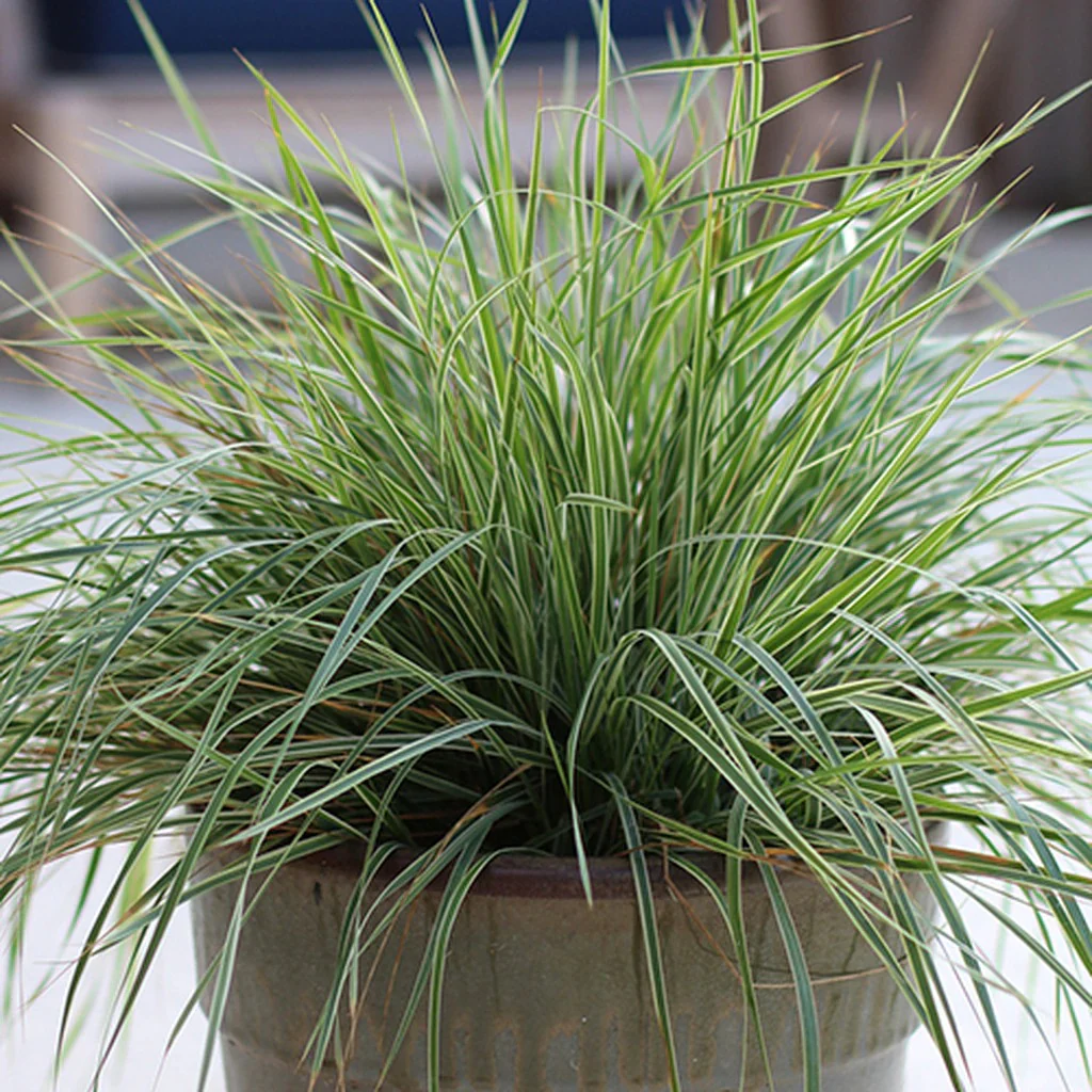 Hello Spring!™ Feather Reed Grass (Calamagrostis) - Image 2