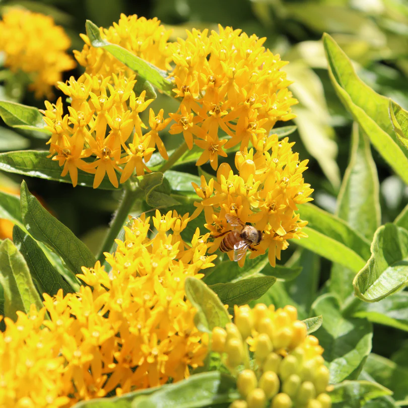 'Hello Yellow' Milkweed (Asclepias)