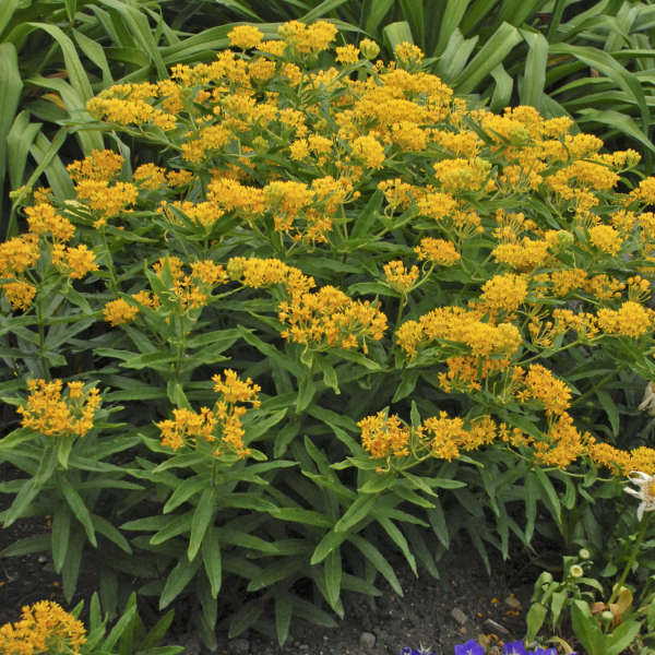 'Hello Yellow' Milkweed (Asclepias) - Image 2