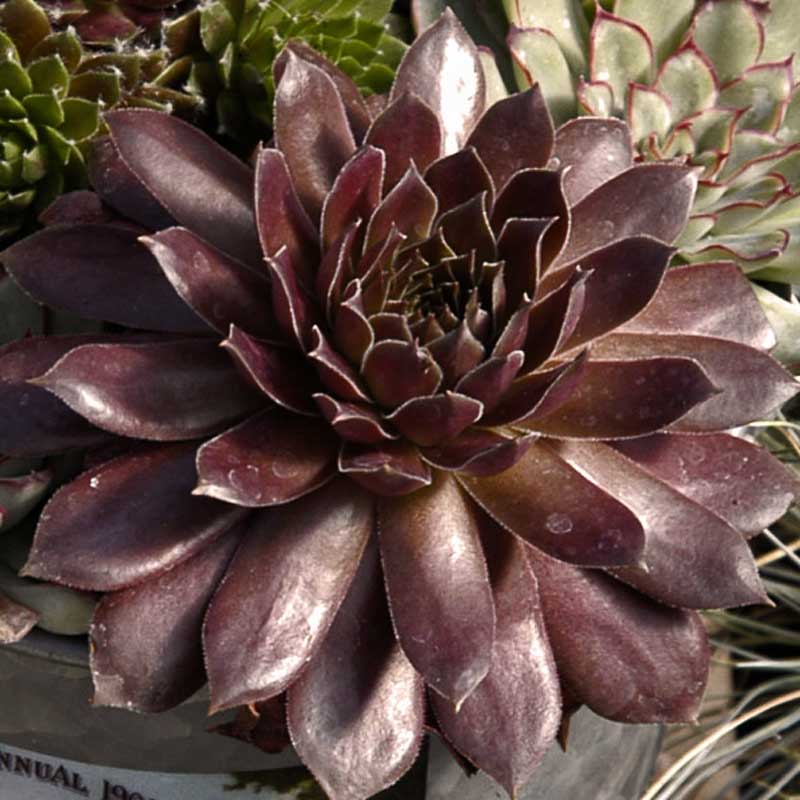 Hens & Chicks Collection - Image 5