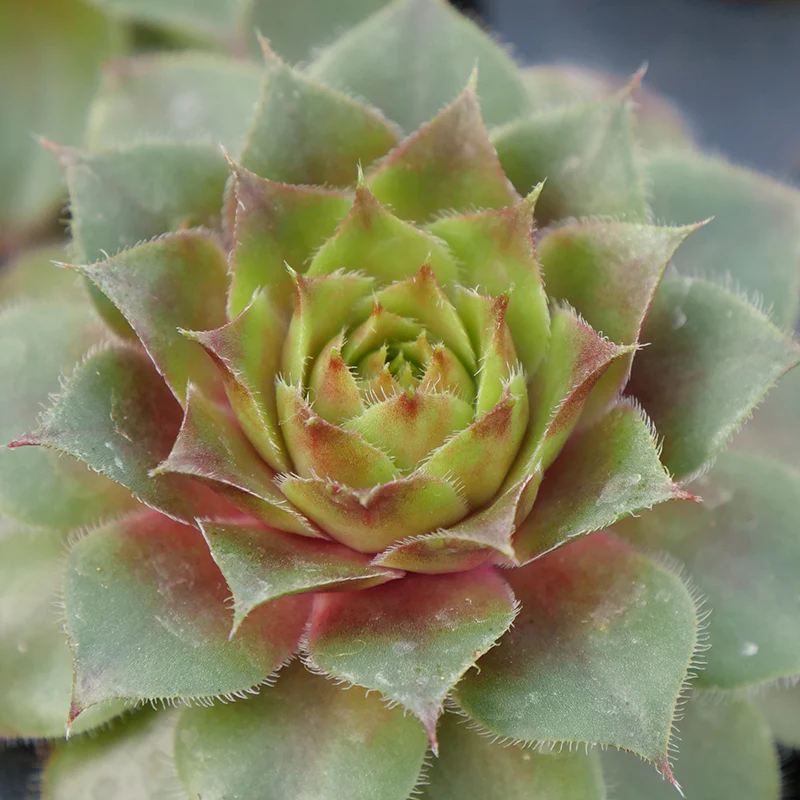 Hens & Chicks Collection - Image 7