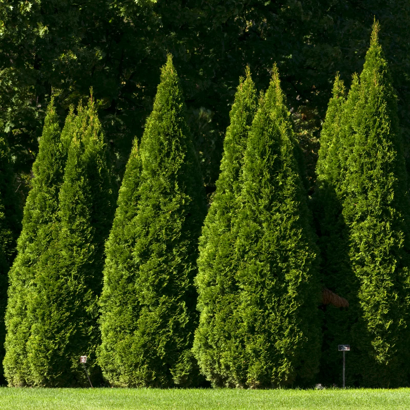 'Hetz Wintergreen' Arborvitae (Thuja)