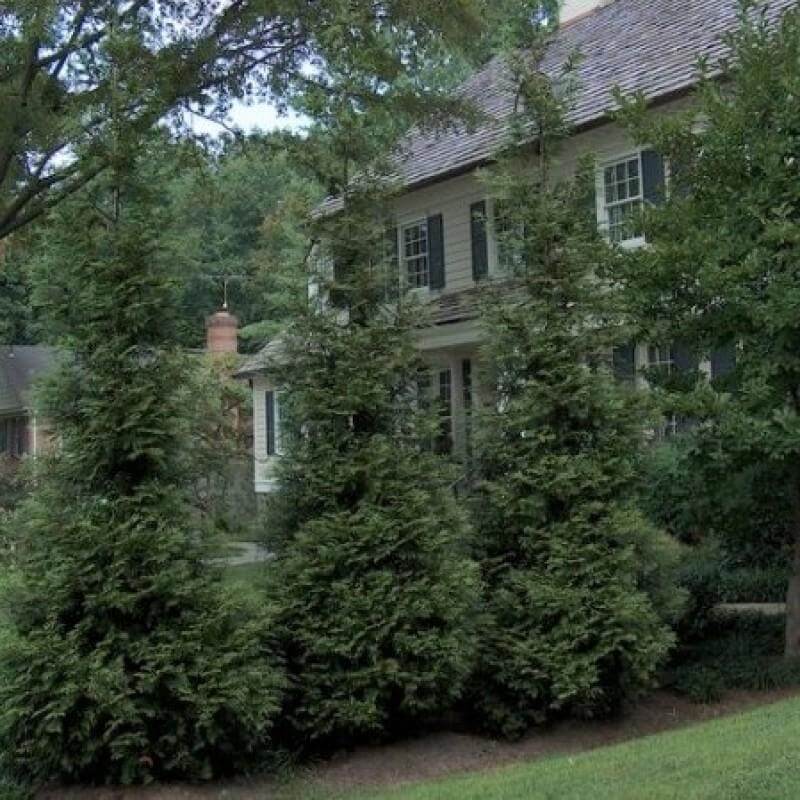 'Hetz Wintergreen' Arborvitae (Thuja) - Image 3