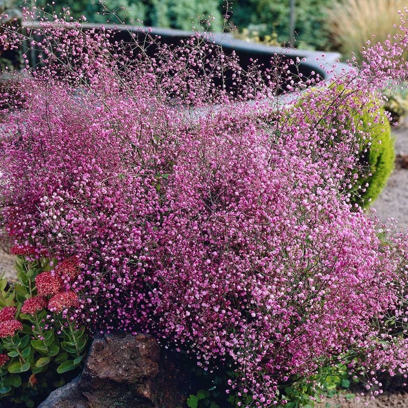 'Hewitt's Double' Chinese Meadow Rue (Thalictrum)