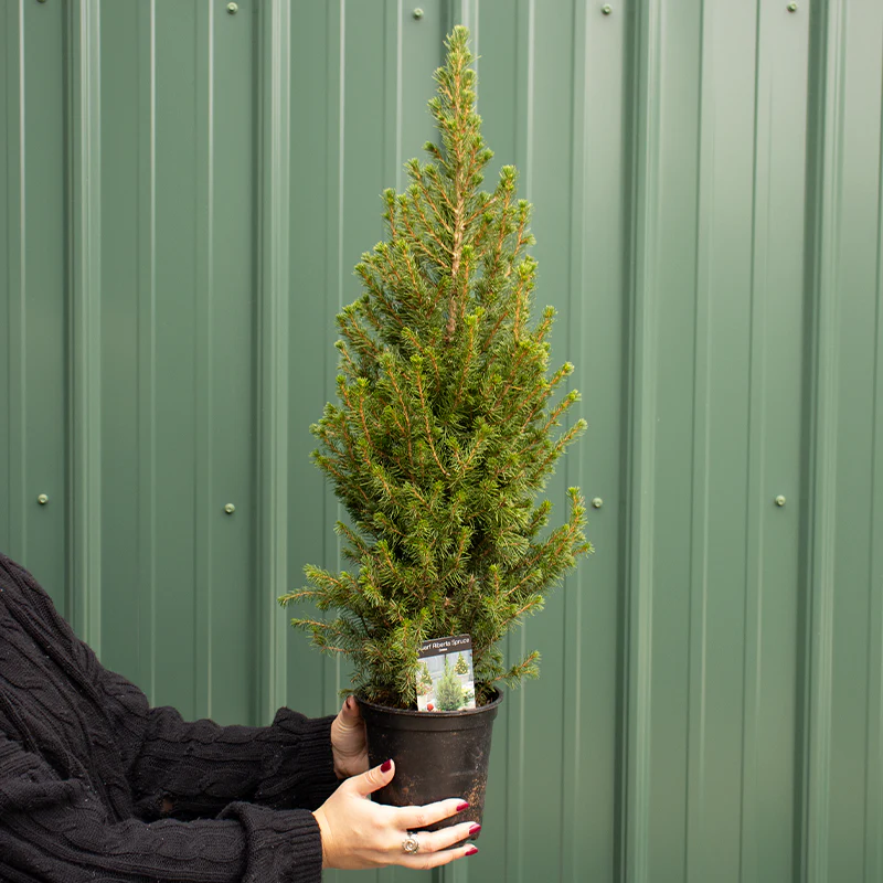 Dwarf Alberta Spruce Holiday Tree