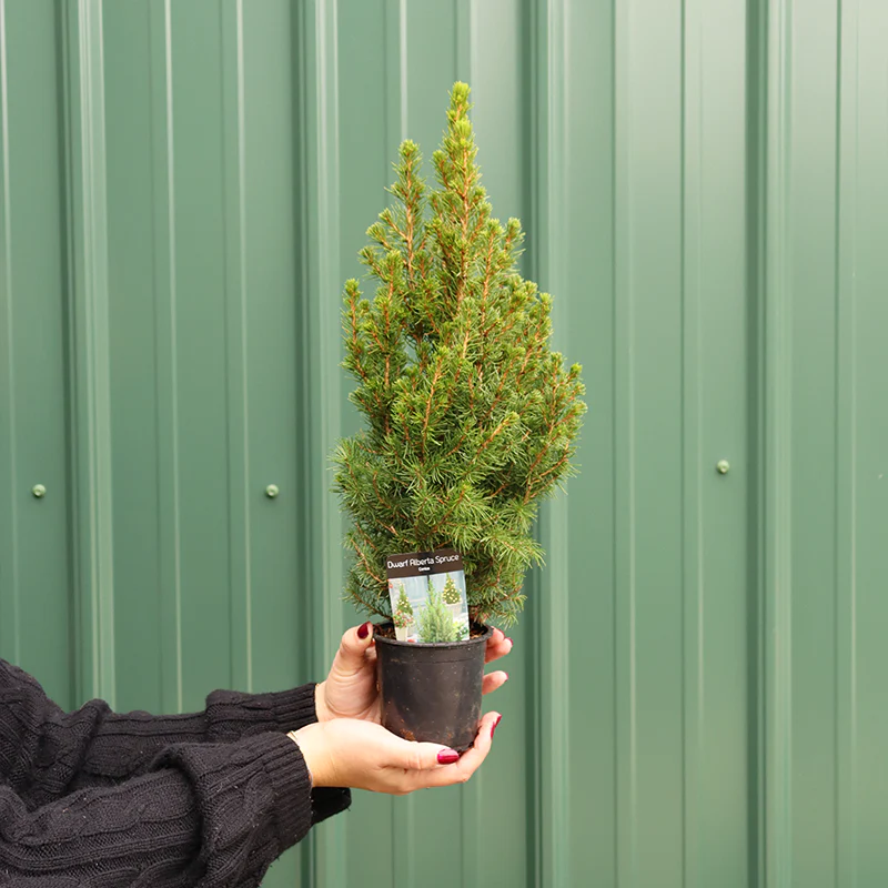 Dwarf Alberta Spruce Holiday Tree - Image 2