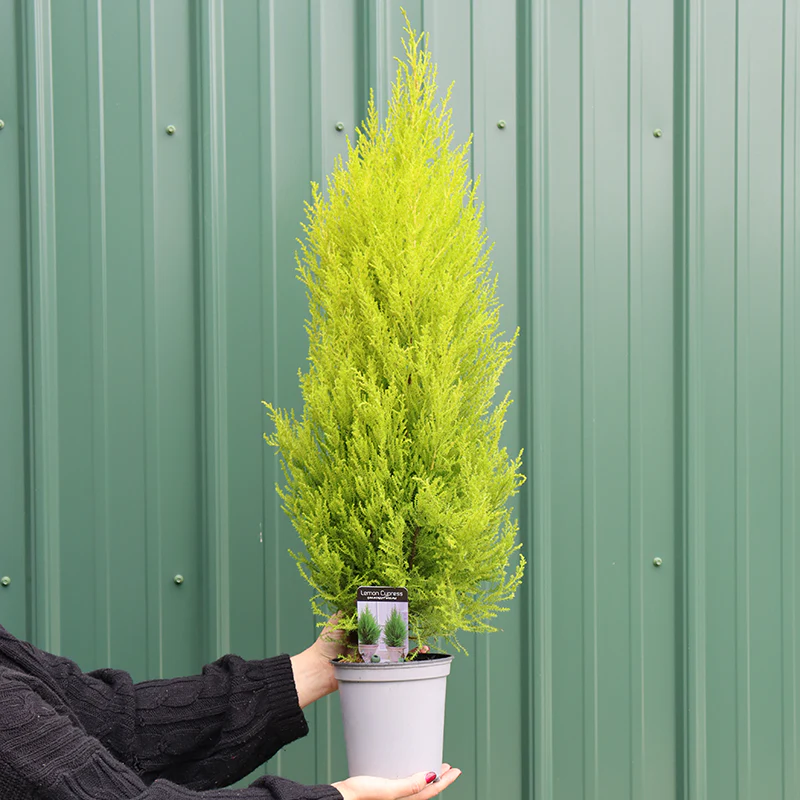 Lemon Cypress Holiday Tree