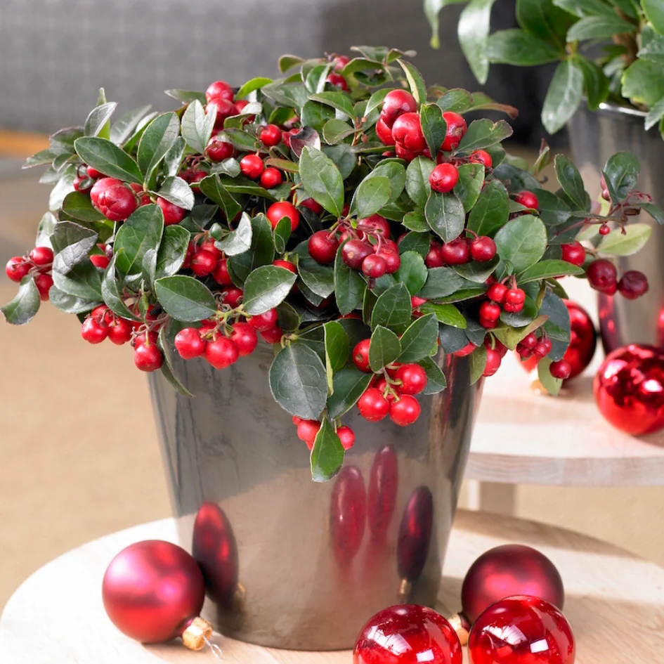 Holiday Wintergreen Shrub