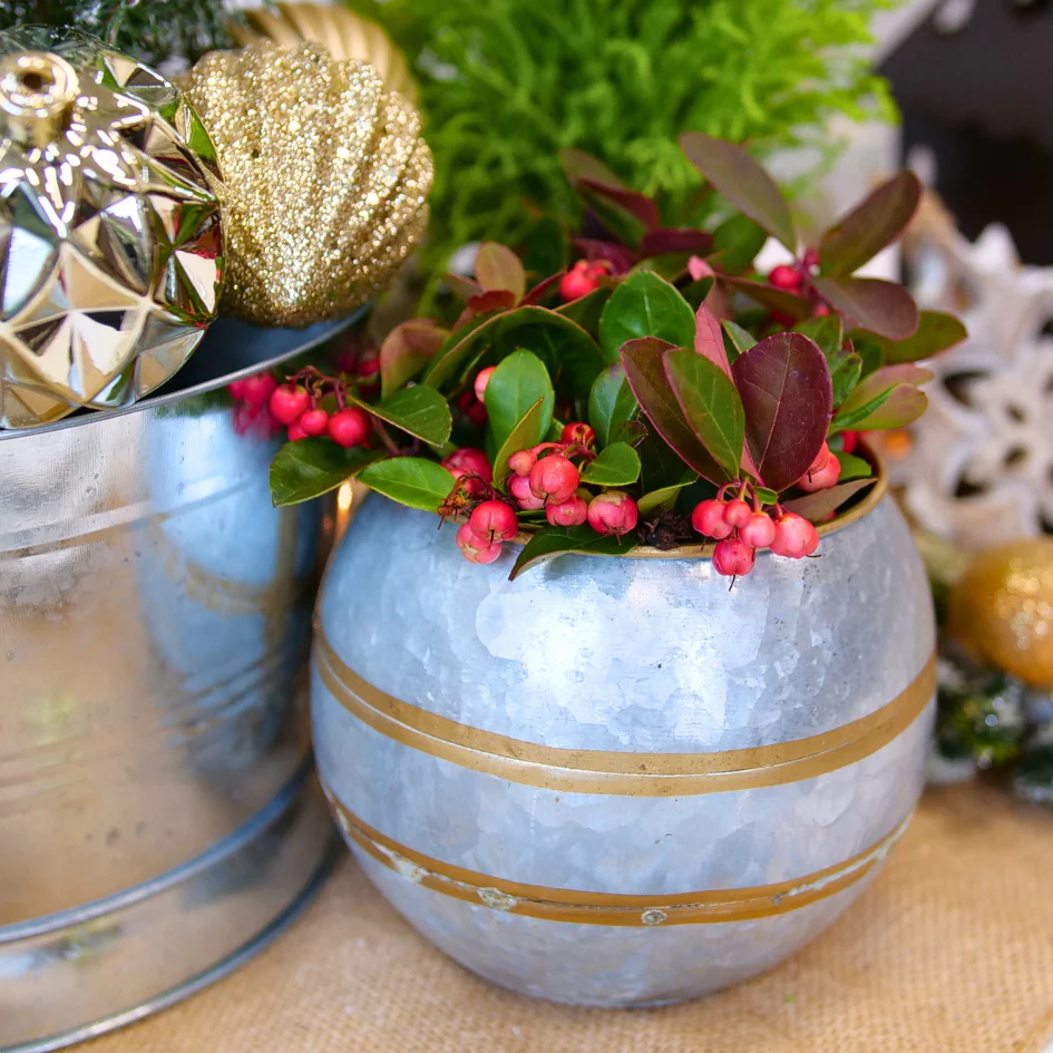 Holiday Wintergreen Shrub - Image 5