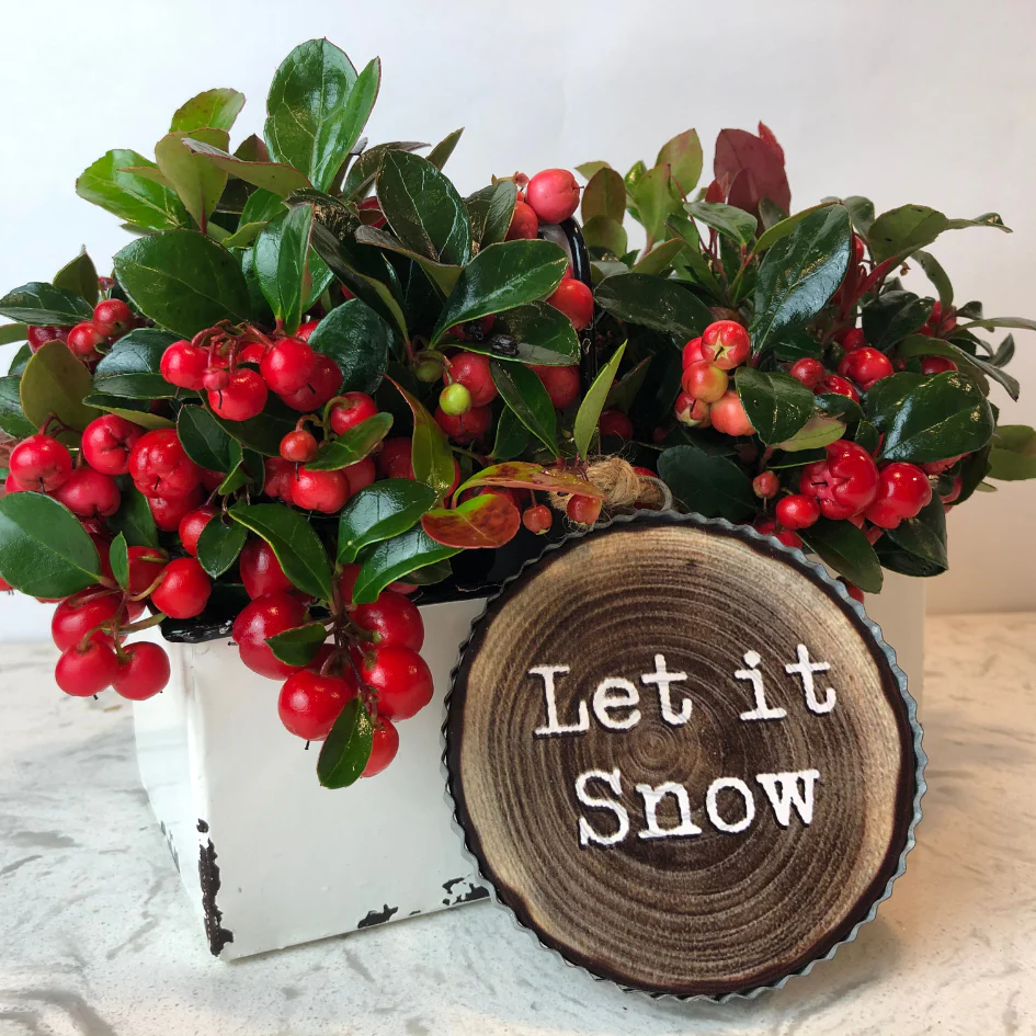 Holiday Wintergreen Shrub - Image 6