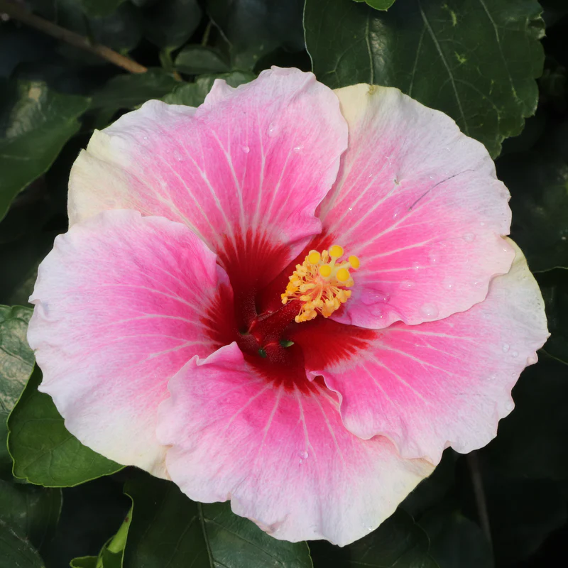Hollywood Hibiscus® America's Sweetheart™ Tropical Hibiscus