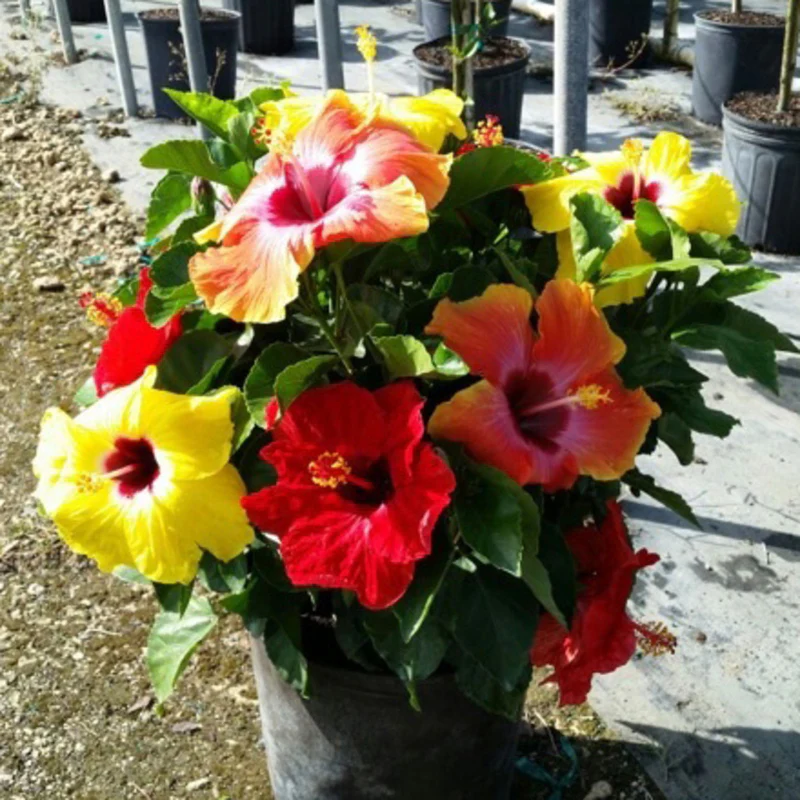 Hollywood Hibiscus® Bloom Bash™ Tropical Hibiscus