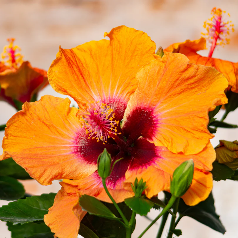 Hollywood Hibiscus® Disco Diva™ Tropical Hibiscus