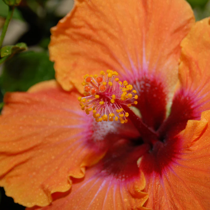 Hollywood Hibiscus® Disco Diva™ Tropical Hibiscus - Image 4
