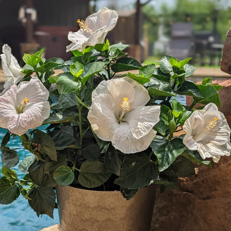 Hollywood Hibiscus® Earth Angel™ Tropical Hibiscus