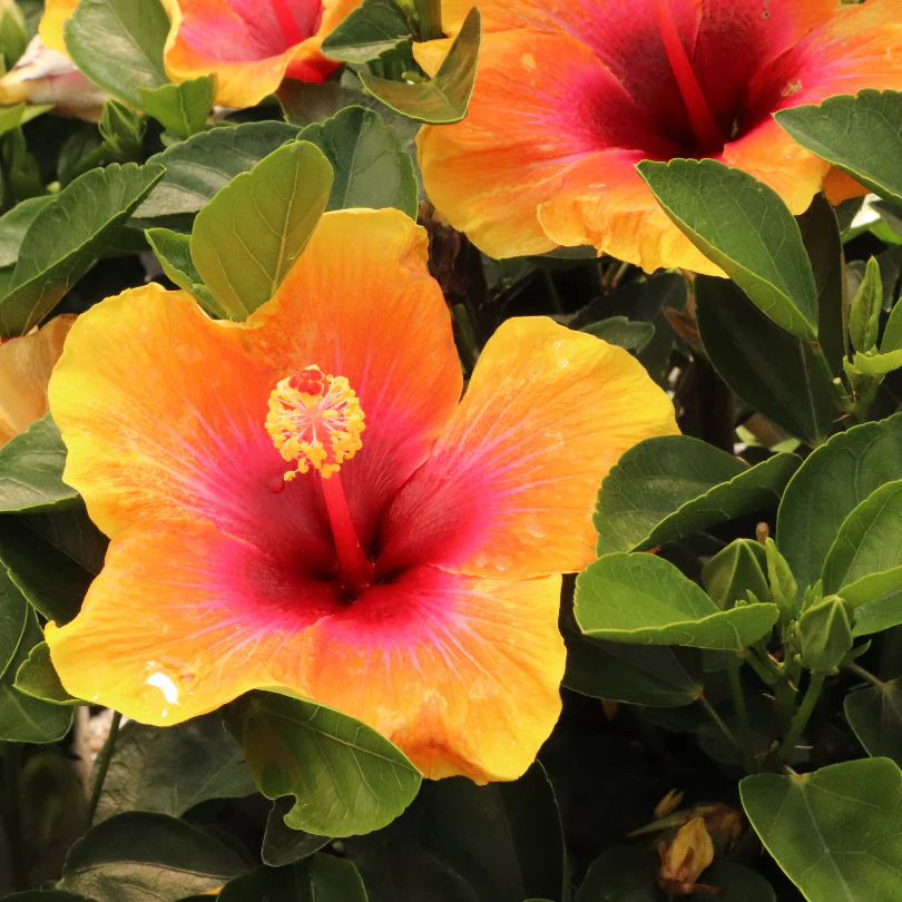 Hollywood Hibiscus® Social Butterfly™ Tropical Hibiscus