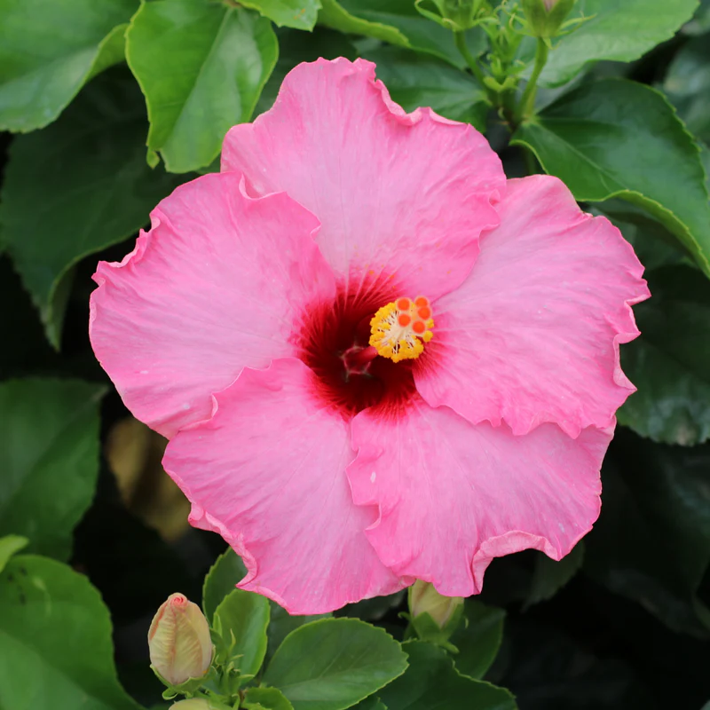 Hollywood Hibiscus® Talk of the Town™ Tropical Hibiscus