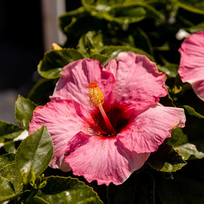 Hollywood Hibiscus® Talk of the Town™ Tropical Hibiscus - Image 2