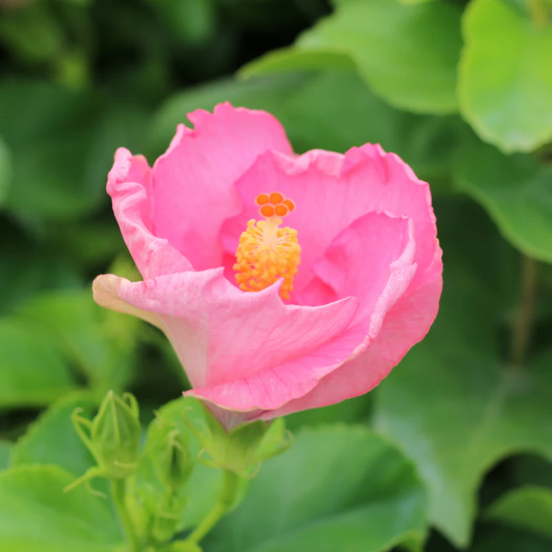 Hollywood Hibiscus® Talk of the Town™ Tropical Hibiscus - Image 3